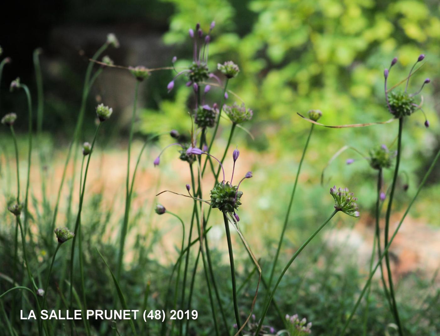 Garlic, (Flexible) plant